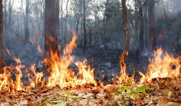 Елімізде 12 табиғи өрт пен жану сөндіріліп жатыр