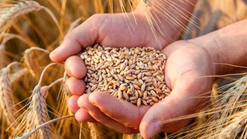 Экспорттық әлеует және жаңа нарықтар: Қазақстан шетелге астық жеткізу көлемін арттырды